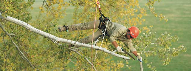 Weaver Arborist - The Ultimate Climbing Experience